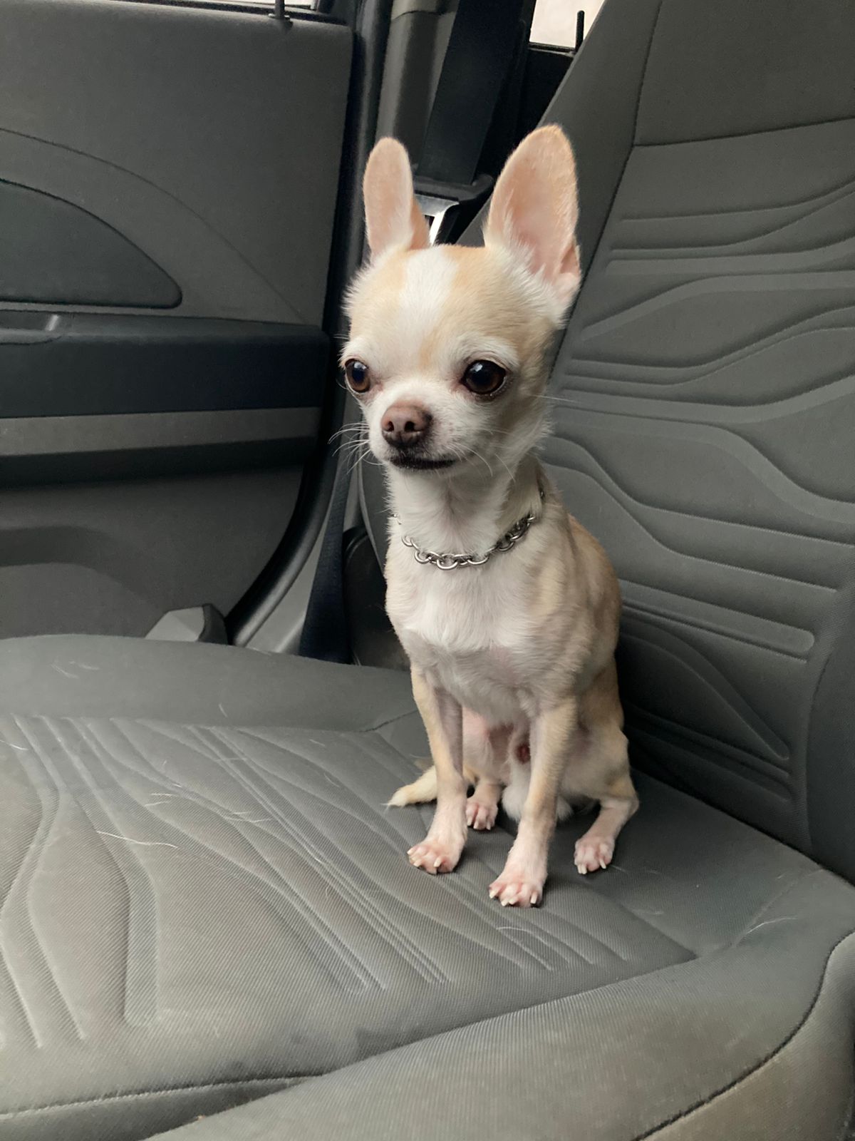 Lorenzo, chihuahua caramelo, mira por la ventana del auto con expresión de espera ansiosa