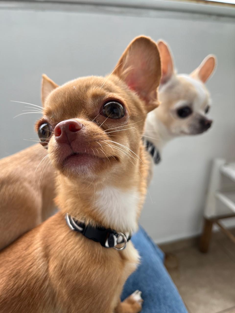Lorenzo, chihuahua color caramelo, en primer plano junto a Romeo, su compañero color crema, en casa