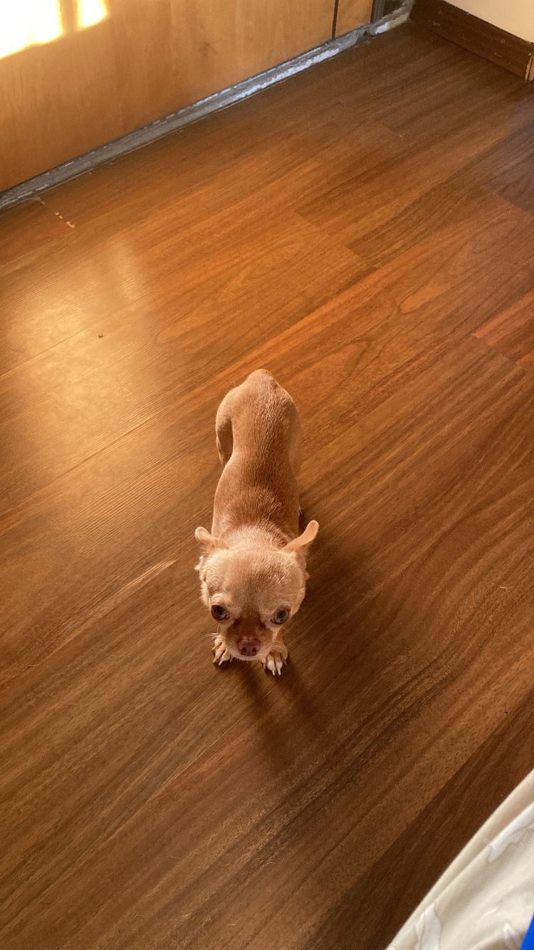 Lorenzo de cachorro, chihuahua caramelo muy pequeño, de pie sobre un piso de madera mirando hacia arriba