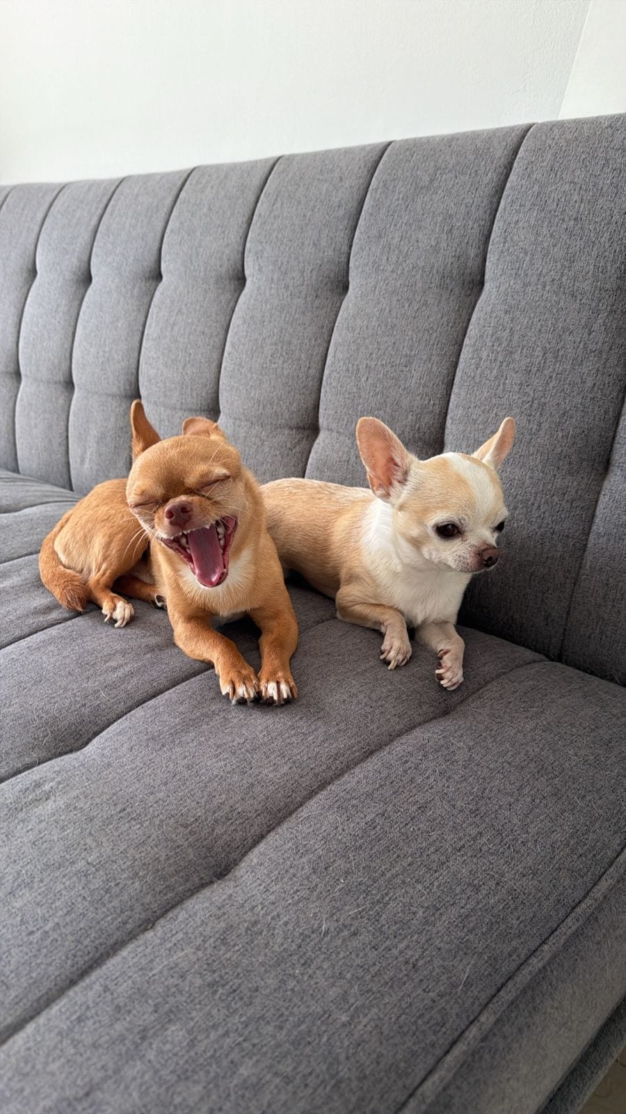 Lorenzo yawning wide with his mouth open next to Romeo, both Chihuahuas lying on a grey sofa