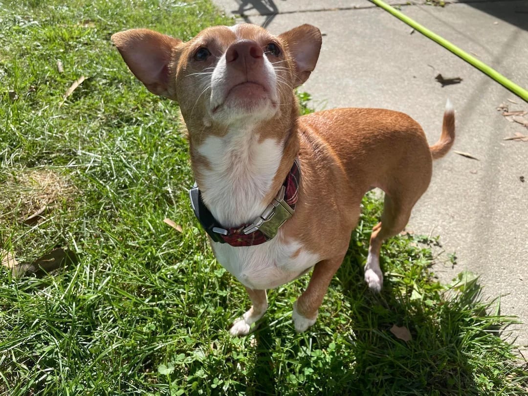 Chihuahua grande junto a otro perro pequeño, mostrando la diferencia de tamaño con un chihuahua estándar