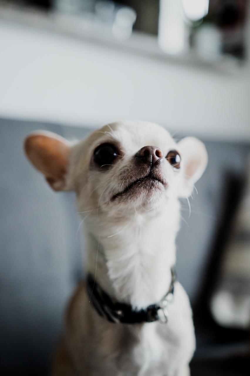 Romeo, a cream Chihuahua, photographed in profile with a calm expression and alert ears