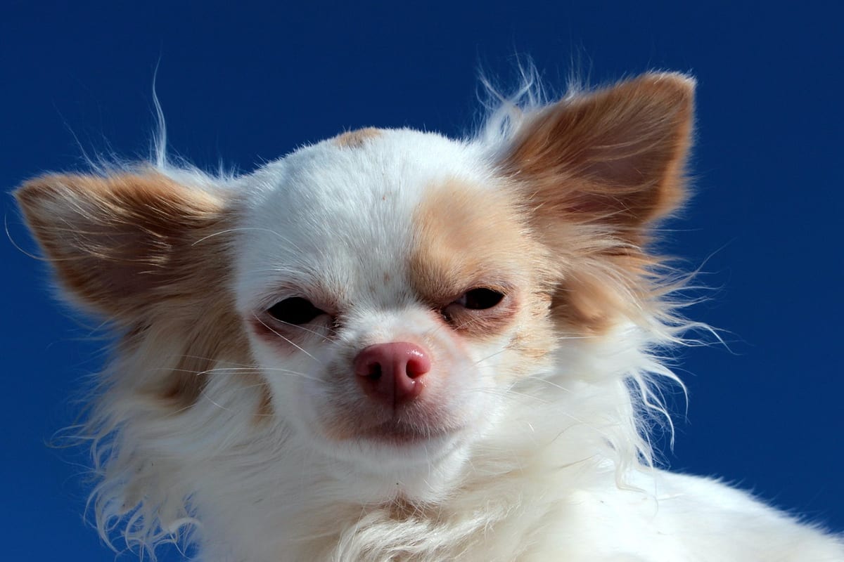 A long haired Chihuahua showing the soft coat that sets it apart from a Pomeranian
