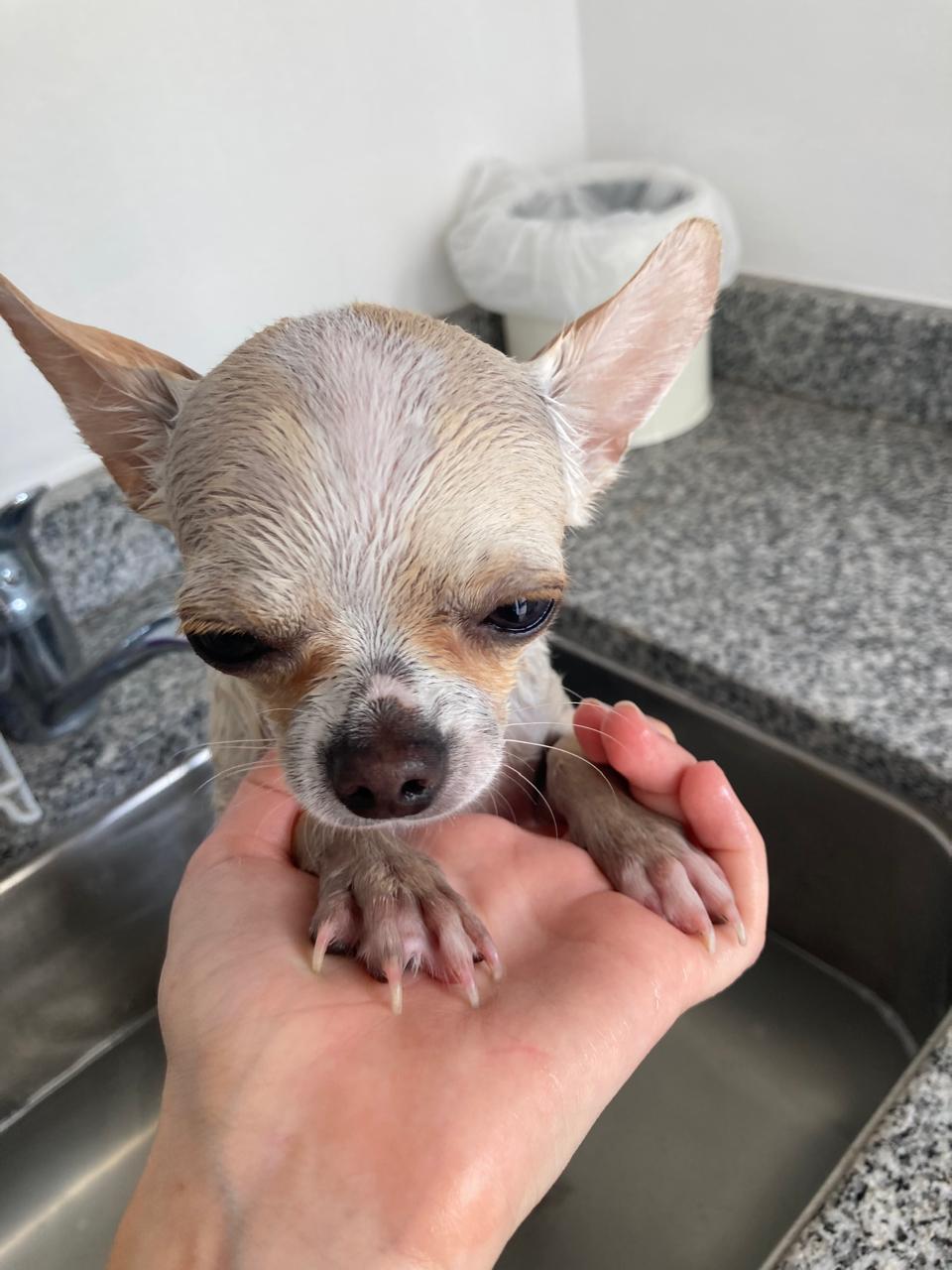 Romeo durante un baño, momento clave para revisar piel y pelo de un chihuahua