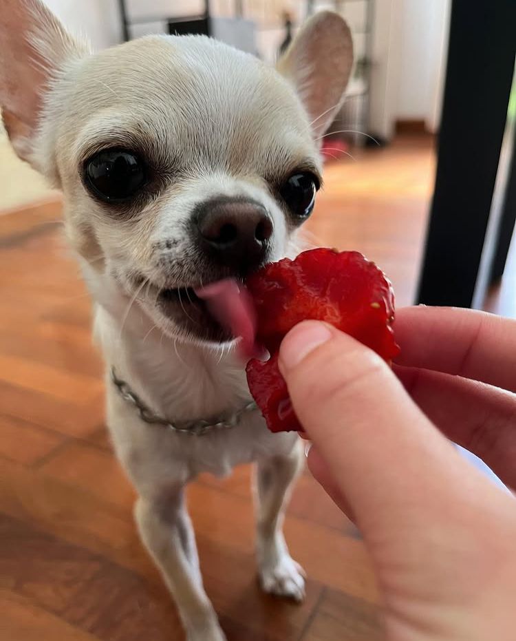 Romeo, chihuahua color crema, observando atentamente una fruta antes de probarla