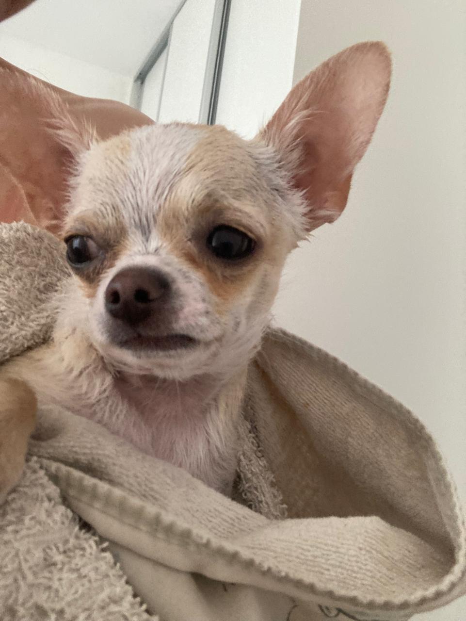 Romeo, chihuahua crema, envuelto en una toalla después del baño