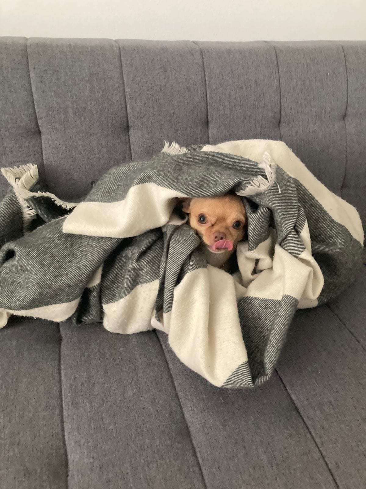 Lorenzo, a fawn Chihuahua, burrowed under a grey and white blanket with only his head poking out
