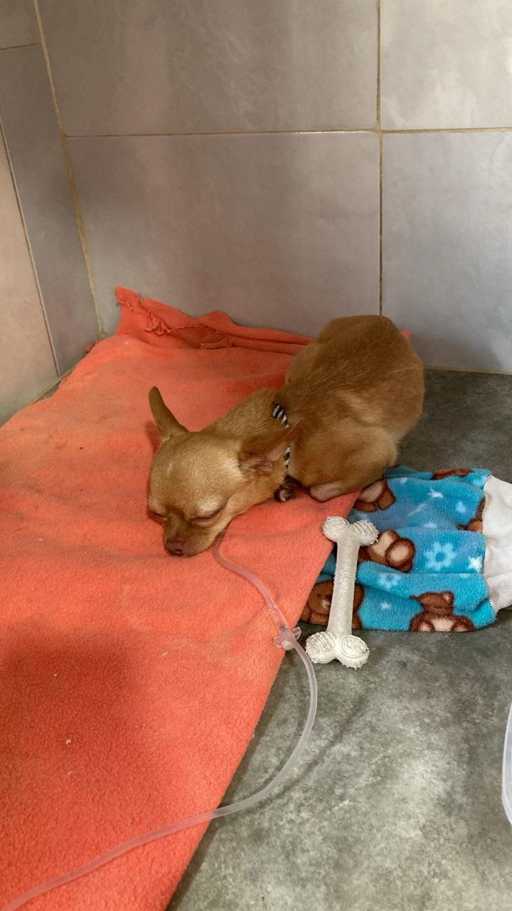 Lorenzo, chihuahua caramelo, acostado sobre una manta en la veterinaria con la vía del suero puesta