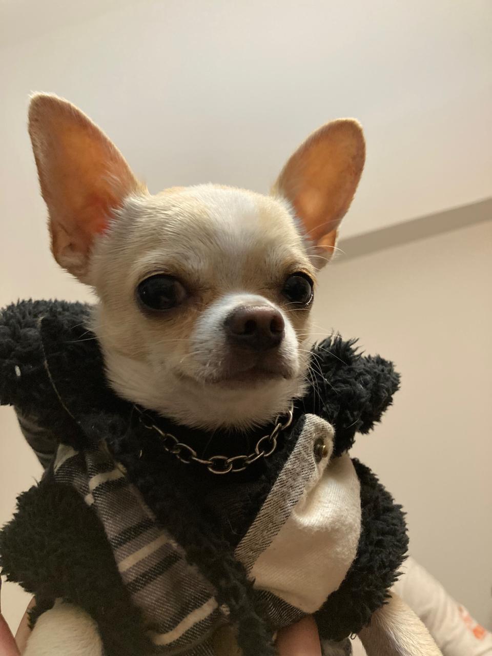 Lorenzo Pablito con frío, acurrucado, mostrando la postura típica de un chihuahua destemplado