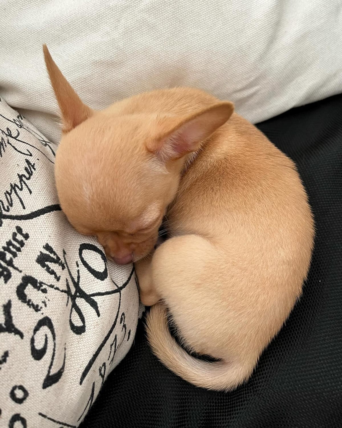 Lorenzo recién nacido, chihuahua bebé color caramelo, mostrando el tamaño diminuto típico de la raza al nacer