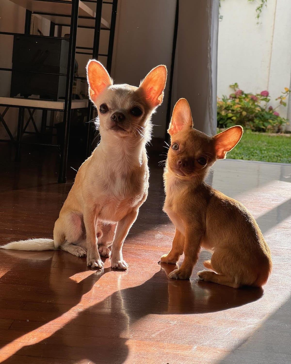 Lorenzo bebé chihuahua junto a Romeo adulto, mostrando la enorme diferencia de tamaño entre cachorro y adulto