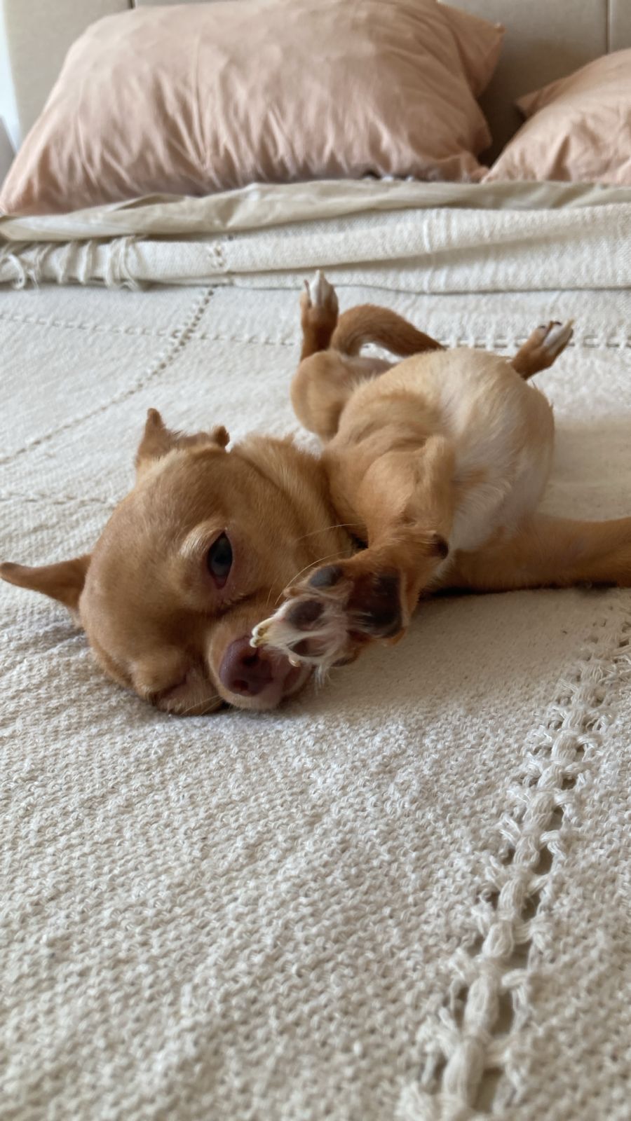 Romeo y Lorenzo, dos chihuahuas cachorros, jugando tumbados sobre una cama con manta clara