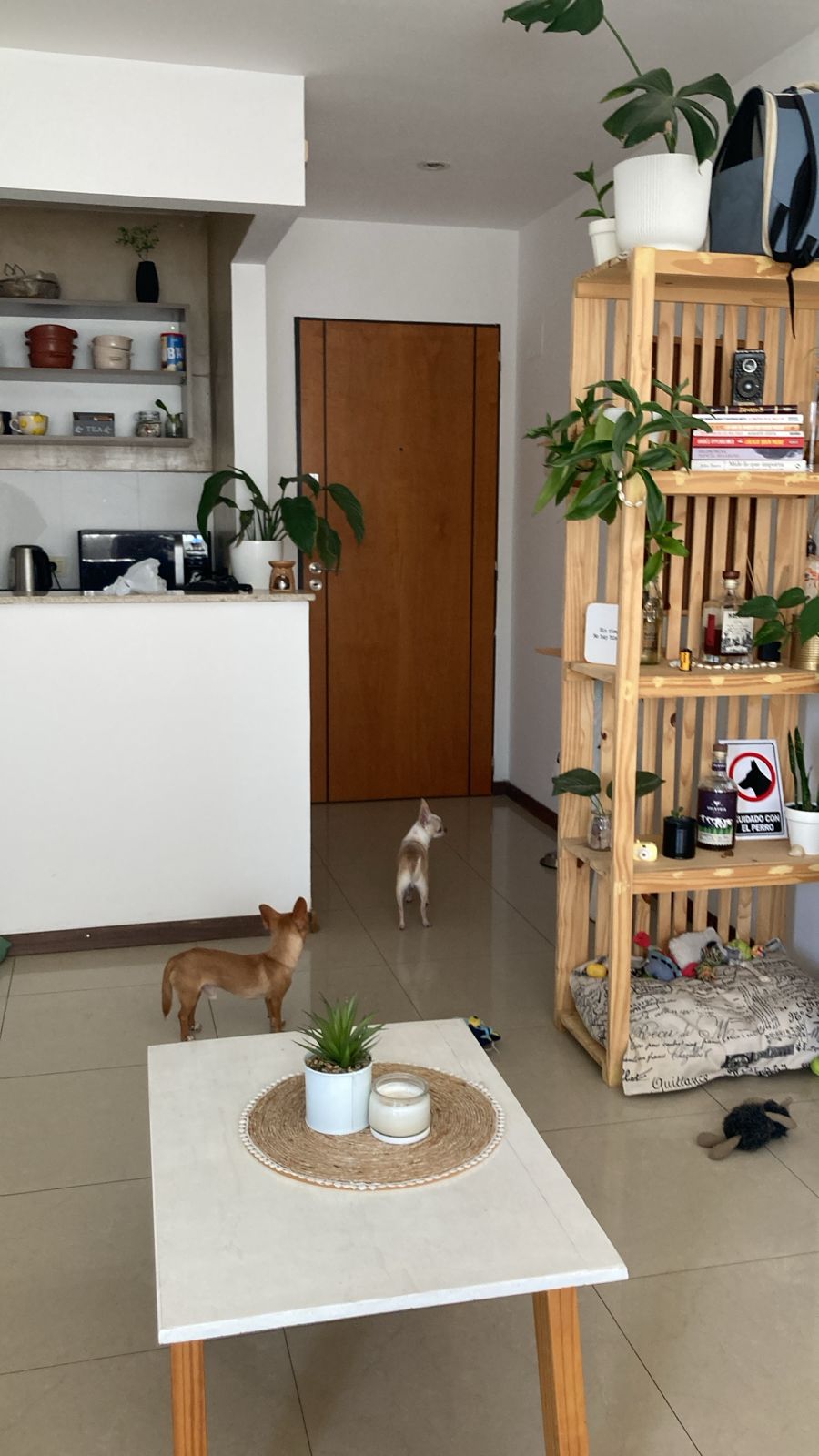 Lorenzo, chihuahua caramelo, parado sobre la cama blanca con cara de no haber sido él