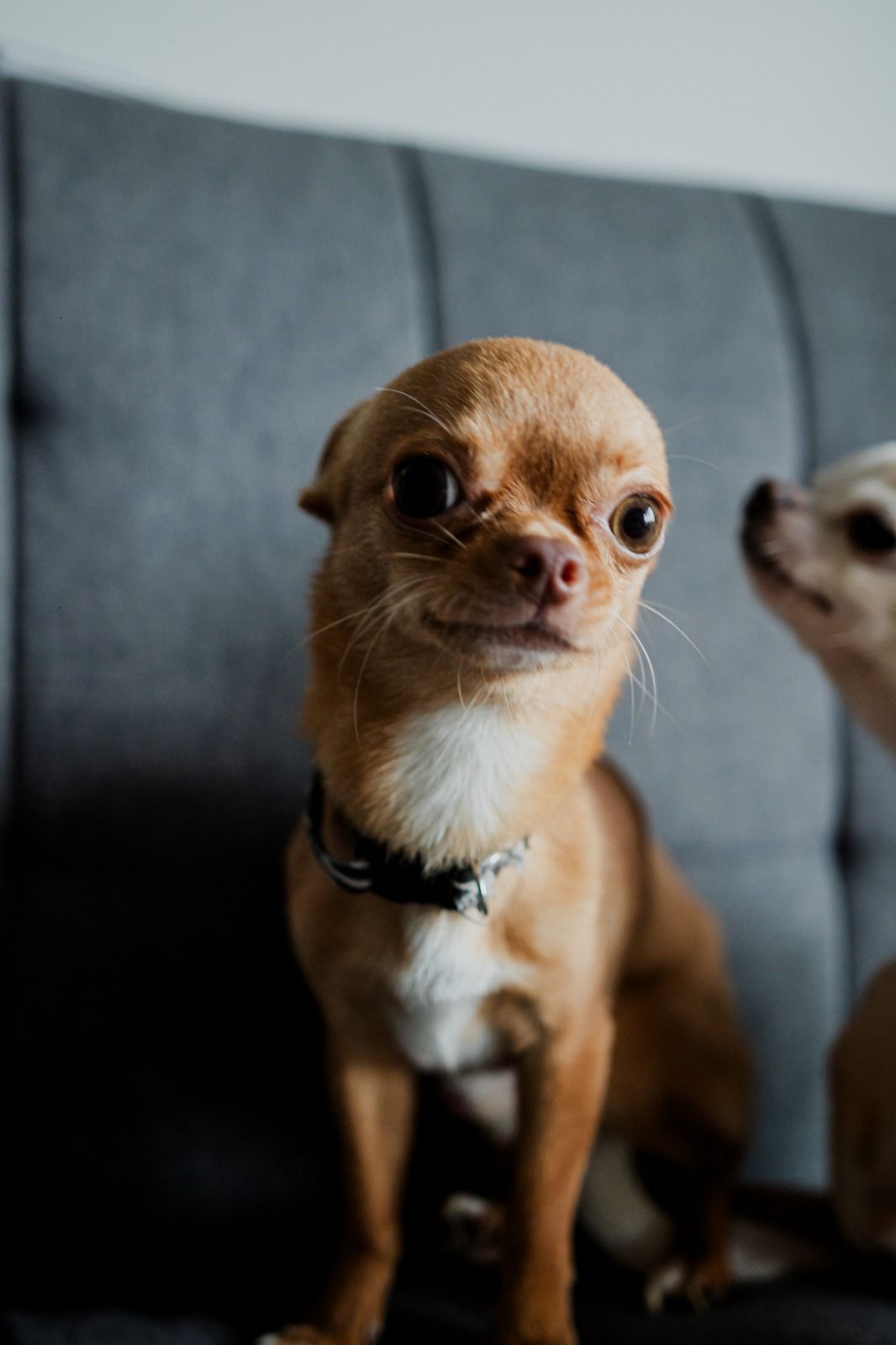 Retrato editorial de Lorenzo, chihuahua caramelo de cabeza de venado, sentado sobre un sofá gris con Romeo asomando al fondo
