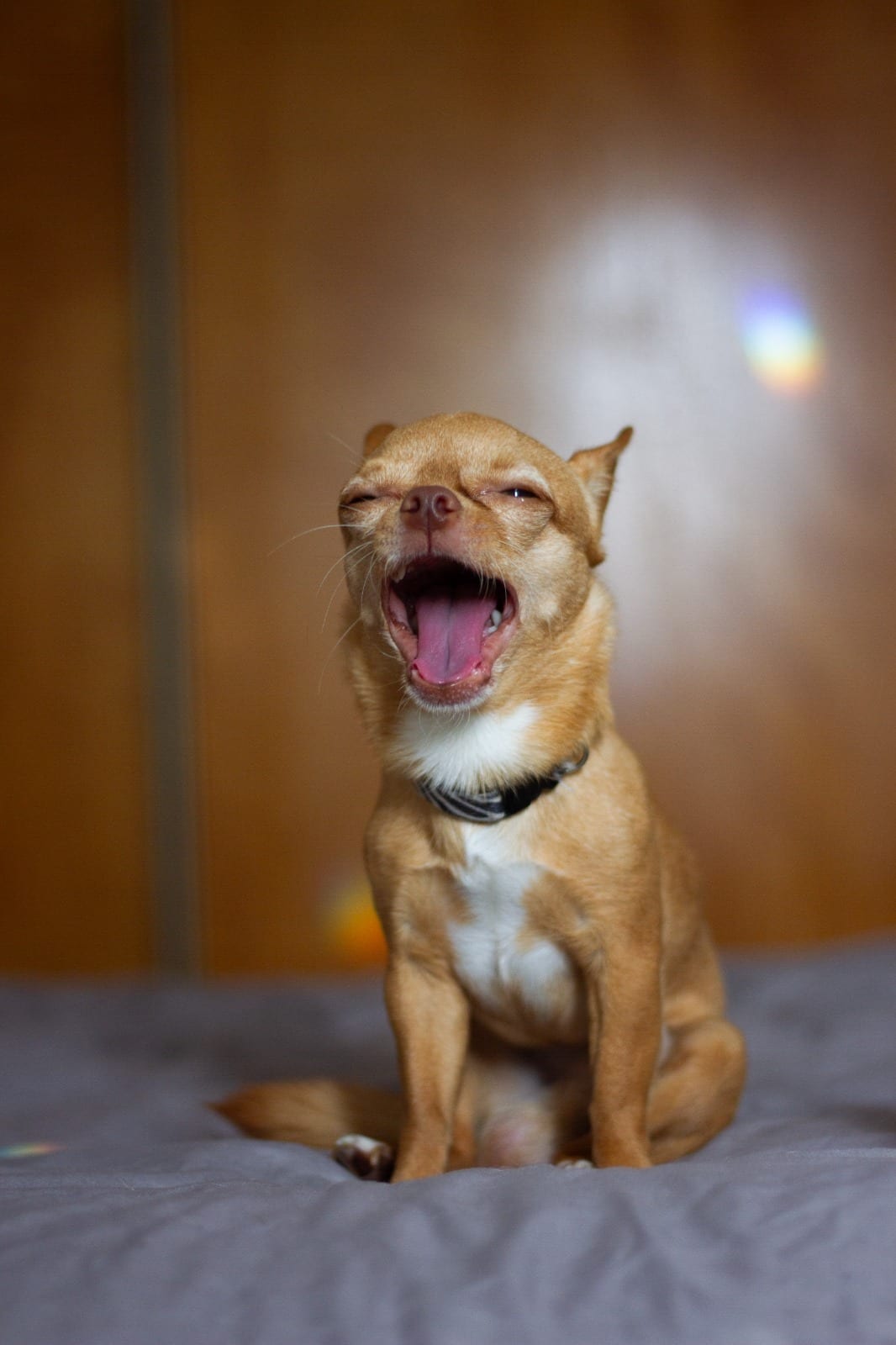 Veterinario realizando limpieza dental profesional a un perro pequeño bajo anestesia, mostrando el procedimiento que evita la pérdida de dientes