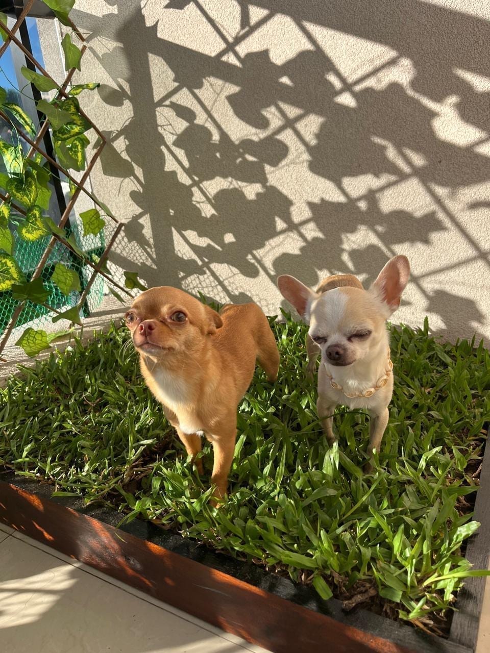 Lorenzo y Romeo, dos chihuahuas de edades distintas, juntos al sol sobre el pasto