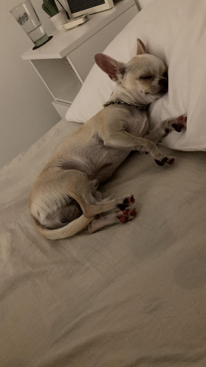 Frasco de pimobendan o Vetmedin junto a un chihuahua mayor en su camita, ilustrando el tratamiento de la insuficiencia cardíaca canina