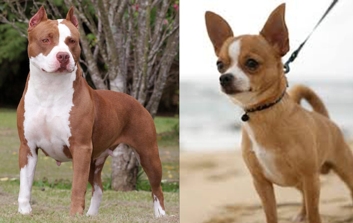 Pitbull adulto y chihuahua chiquito en una misma escena, mostrando la enorme diferencia de tamaño entre las dos razas que dan origen al pithuahua