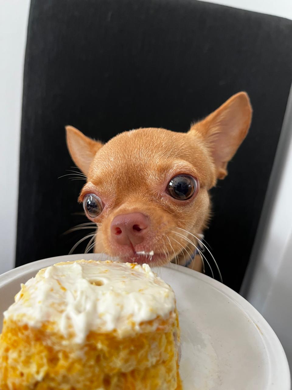 Chihuahua frente a un bowl mirando atento la comida que tiene servida