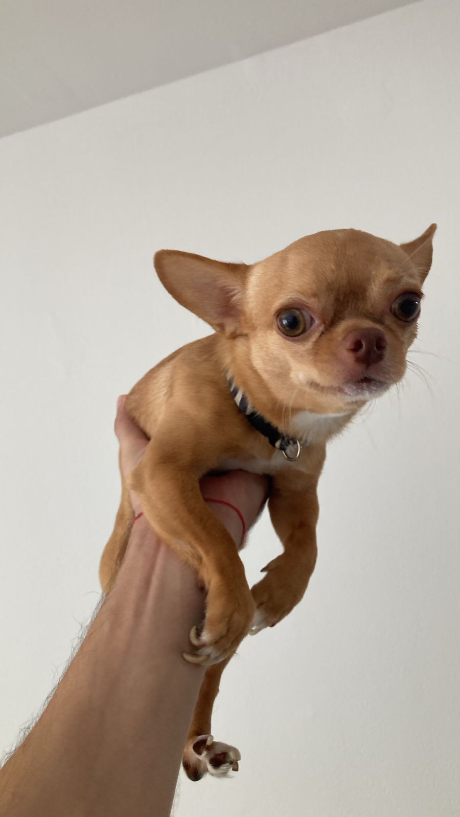 Lorenzo Pablito, chihuahua color caramelo, sostenido en una mano con cara de sorpresa clásica