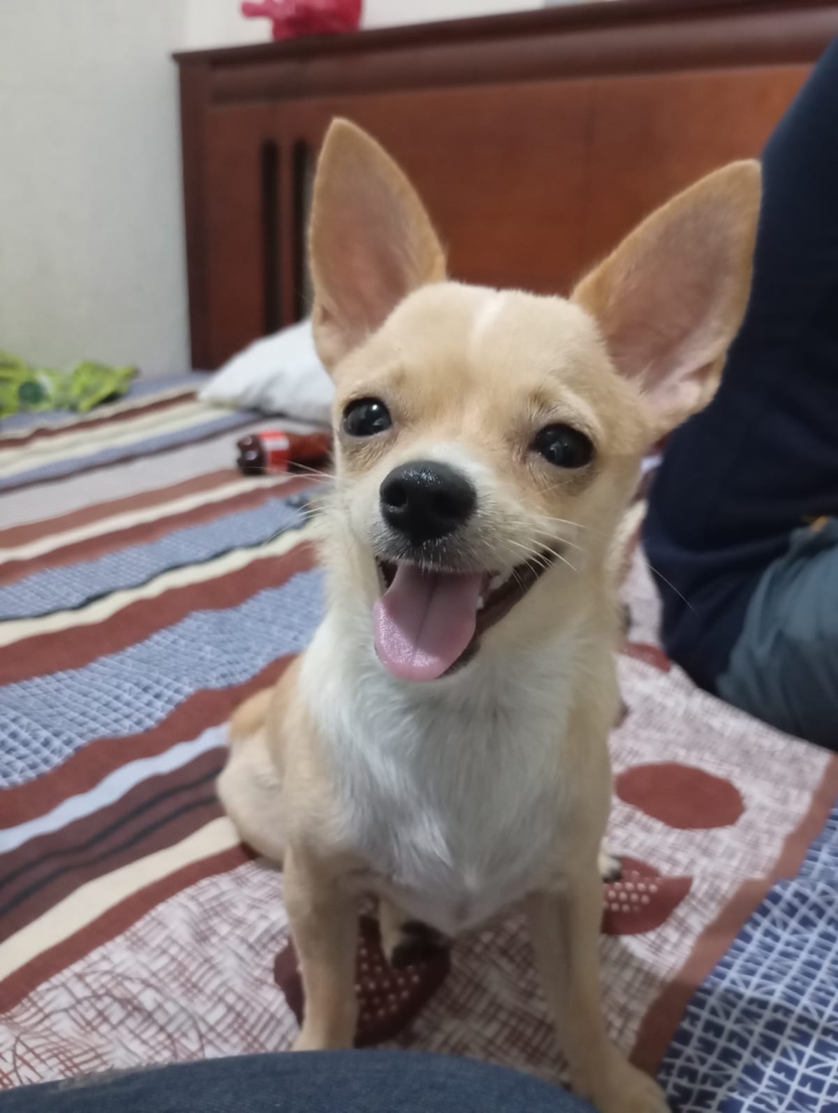 Mickey, chihuahua color crema, cabeza de manzana, pelo corto