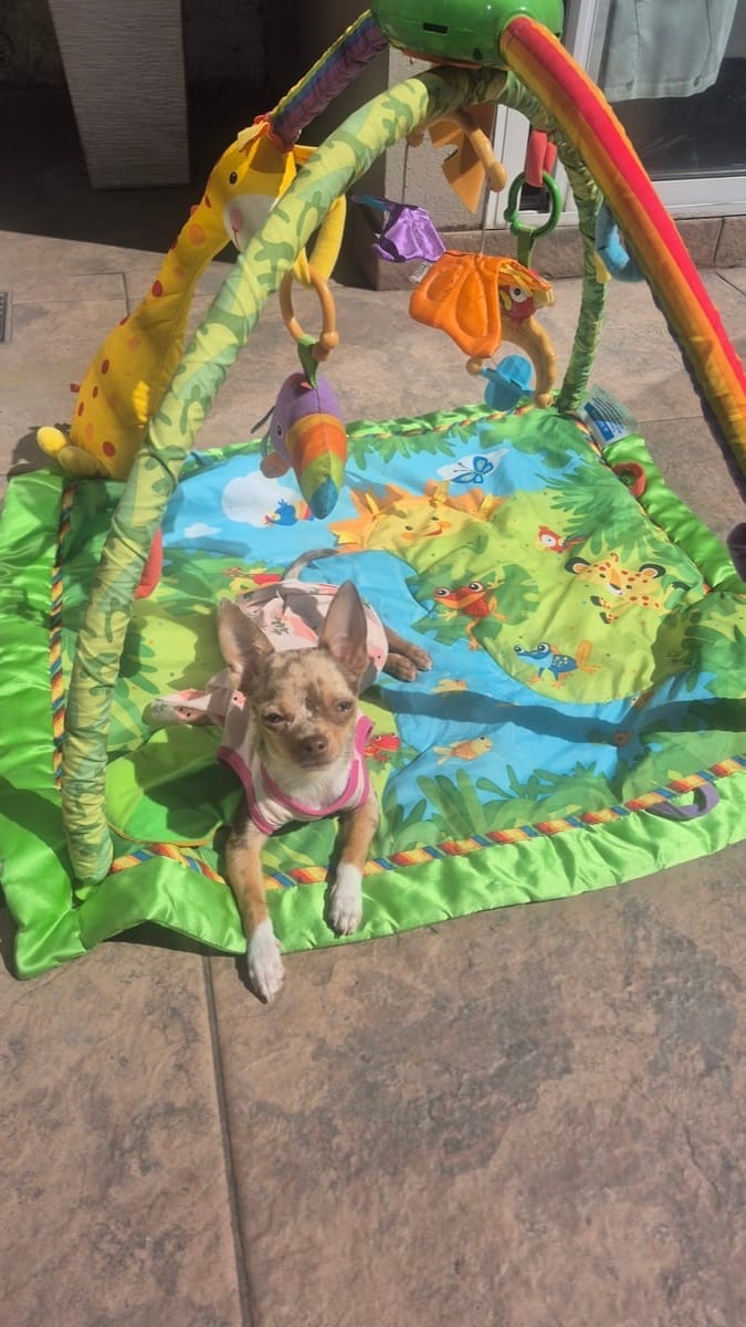Mika sobre un gym de bebé al sol