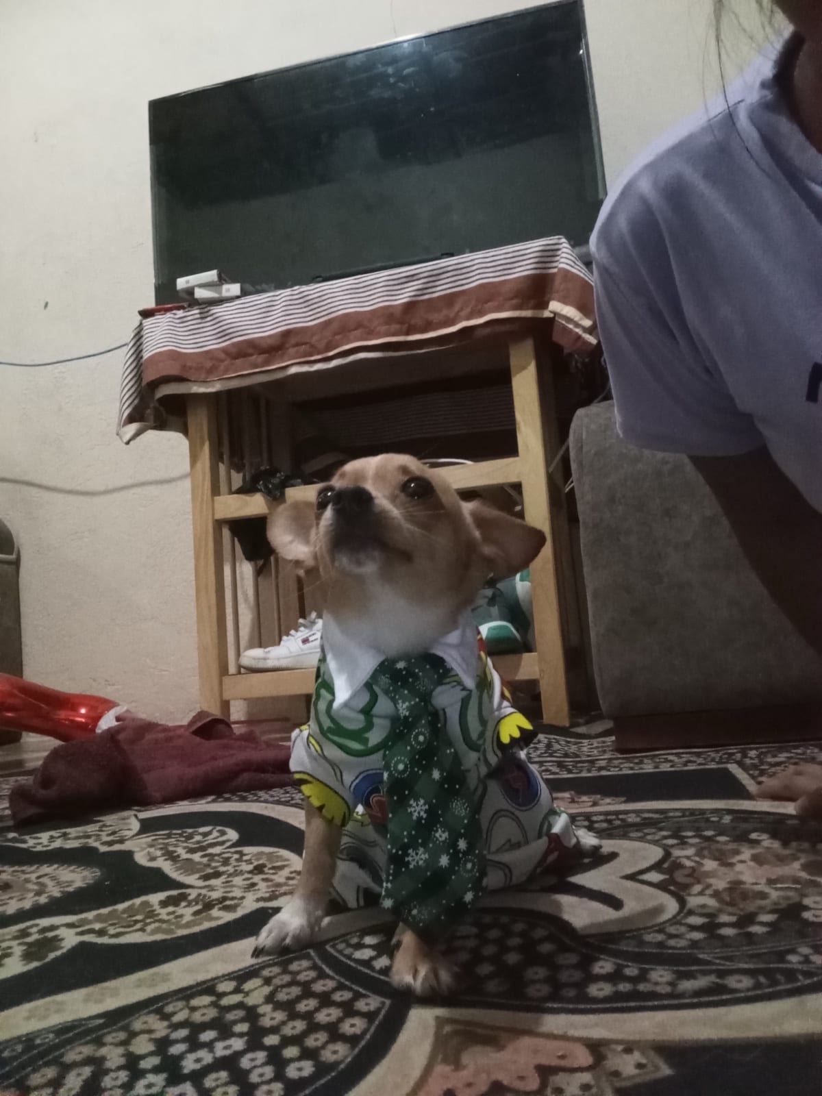 Milo con remera y corbata navideña