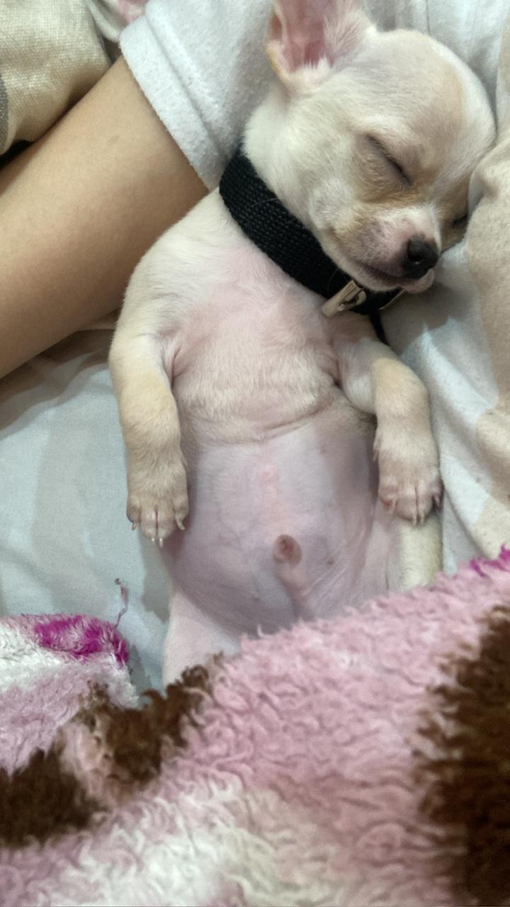 Romeo cachorro durmiendo, recién llegado a casa