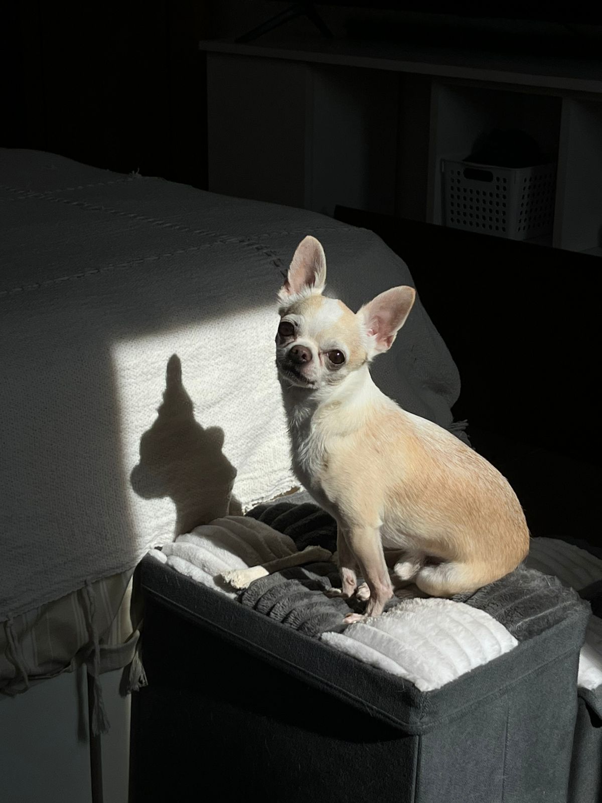 Romeo Carlitos, chihuahua color crema, bañado por un rayo de sol sobre su pufete