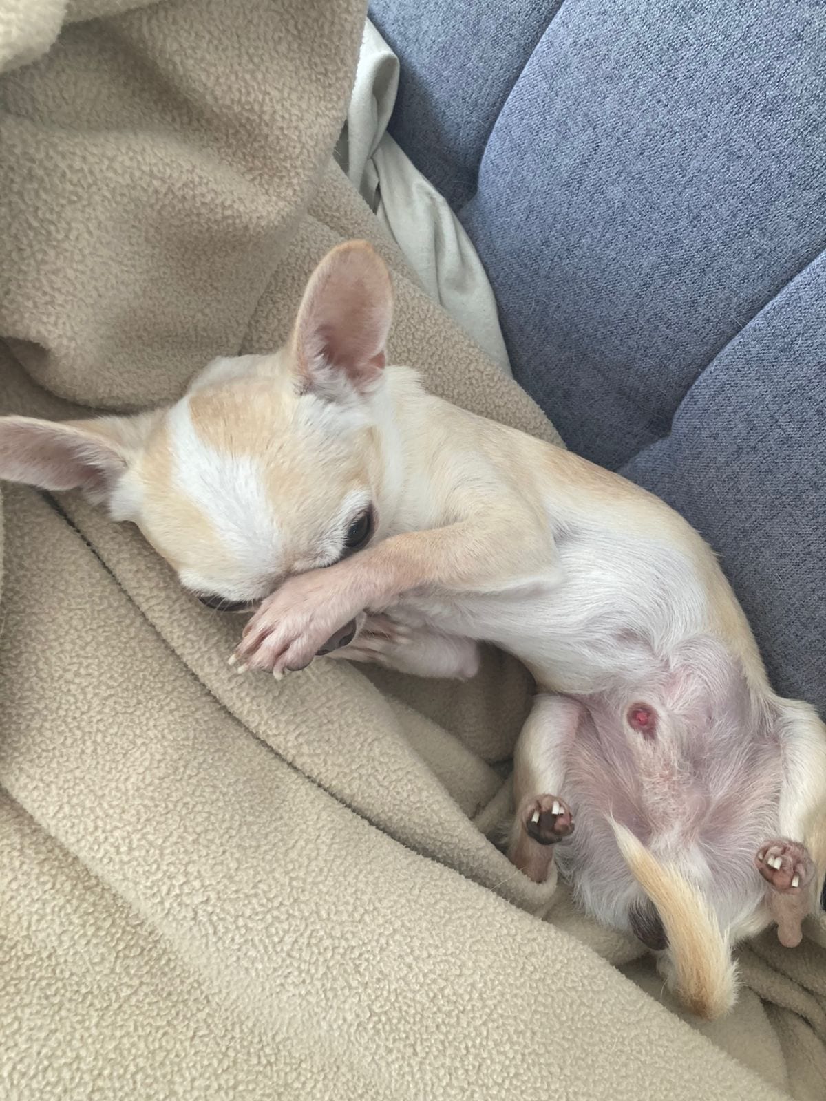 Romeo jugando bajo una manta