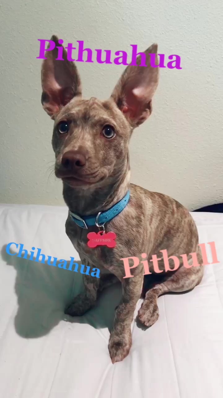 Pithuahua mostrando que la personalidad nunca se mide en kilos.