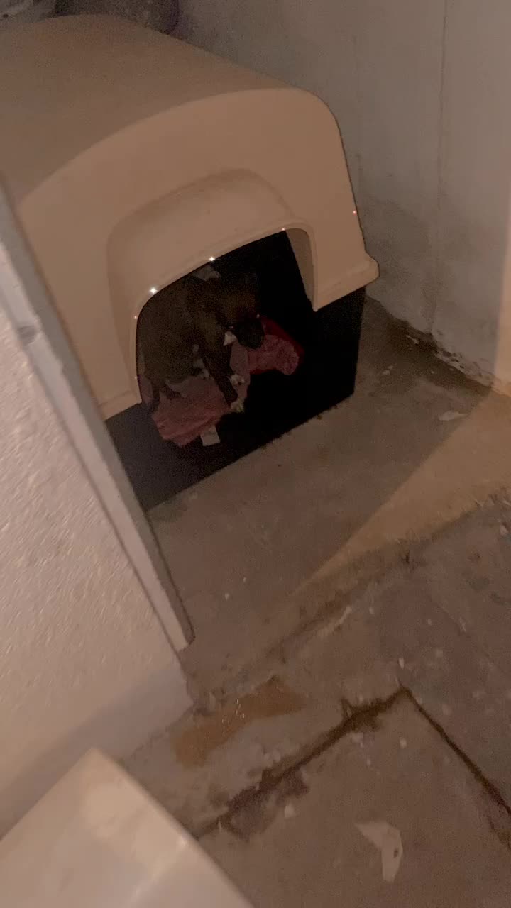Otro pithuahua viral, mostrando lo variado que puede ser el resultado físico de esta cruza.
