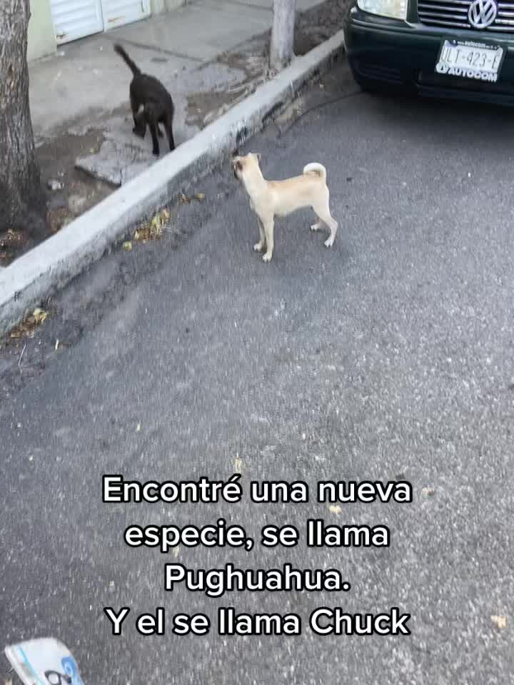 Chug cachorro: a esta edad ya se ven los rasgos del pug en cara y ojos.