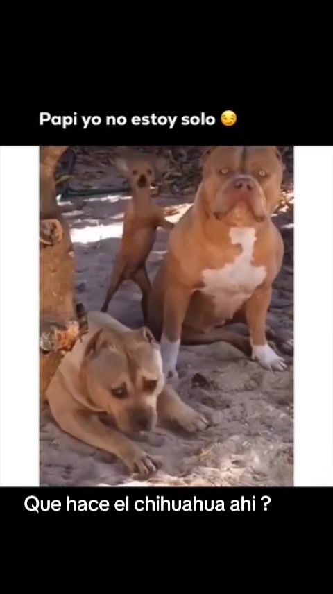 Pithuahua adulto compartiendo casa con sus humanos. Cuando el cariño suple lo que la genética complica.