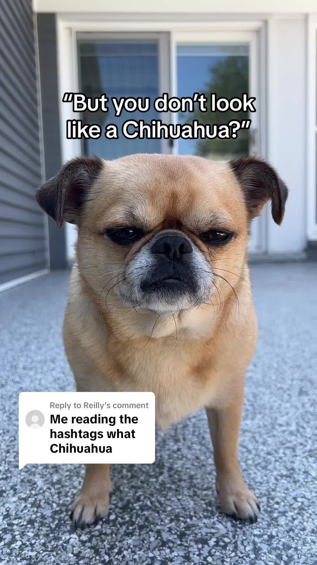 Chug adulto en su versión más payasa, de la cuenta @rott_n_chugs (Peanut, Daisy y Harley) — la misma cuenta de la foto de portada de este artículo. Si querés ver vida cotidiana de un chug, esa cuenta es referencia.