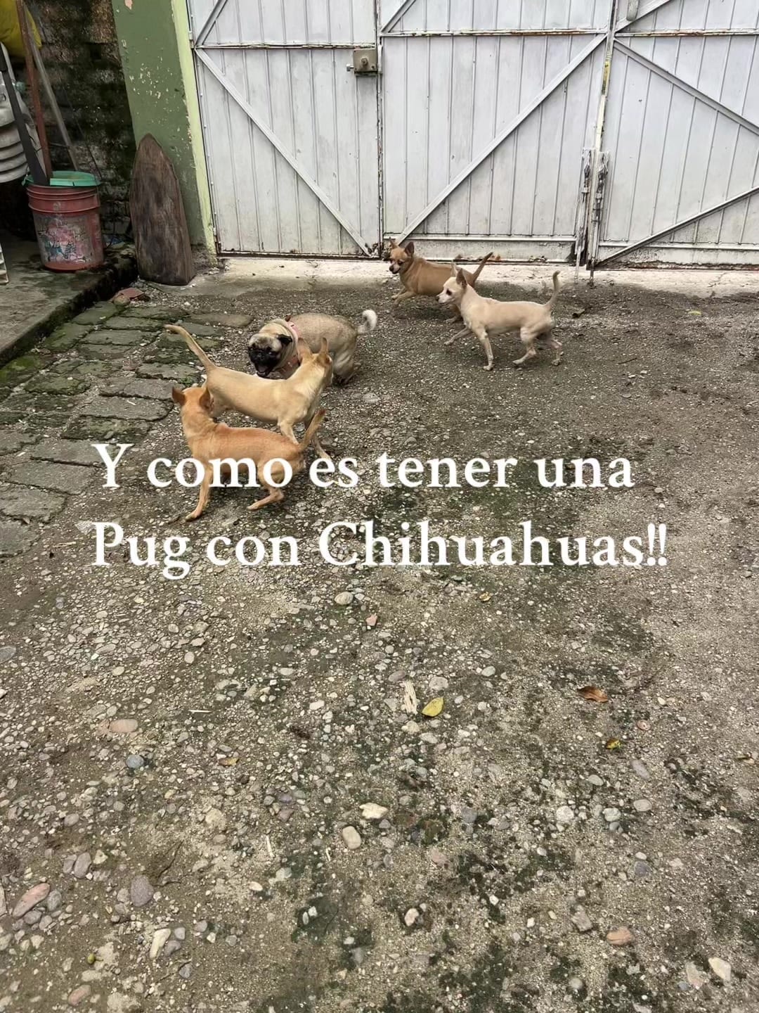 Pug y chihuahua conviviendo: las dos razas detrás del chug se llevan muy bien entre sí.
