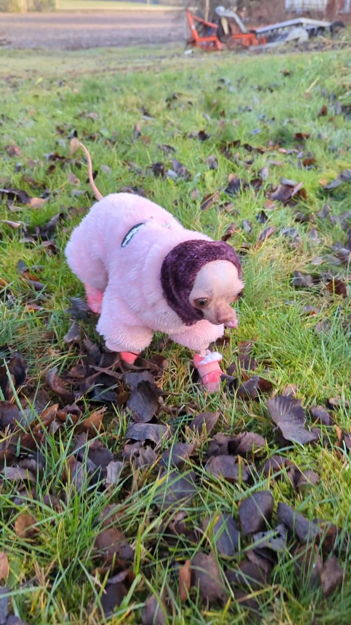 Más de Alma y Hermine, dos hairless conviviendo. Mirá los movimientos típicos del chihuahua aunque sin pelaje.