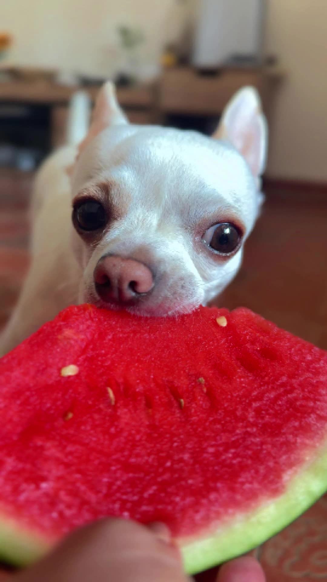 Una veterinaria explica por qué a los perros les gusta tanto la sandía.