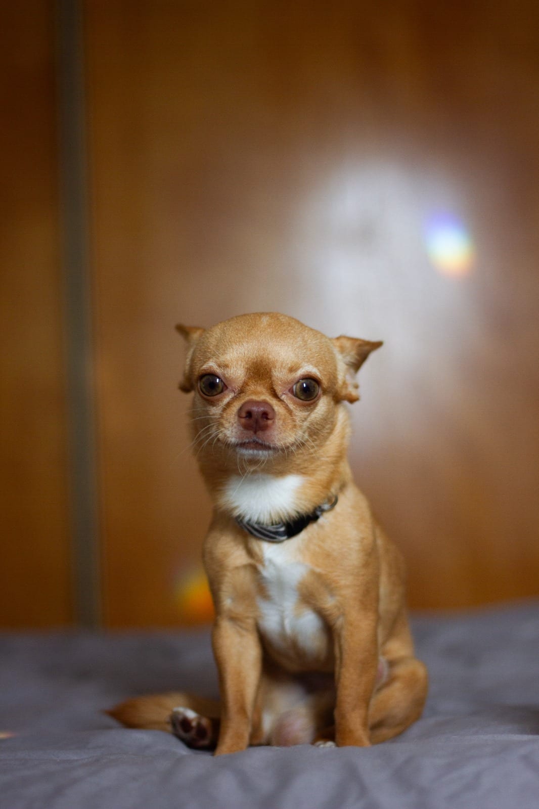 Chihuahua color caramelo (Lorenzo)