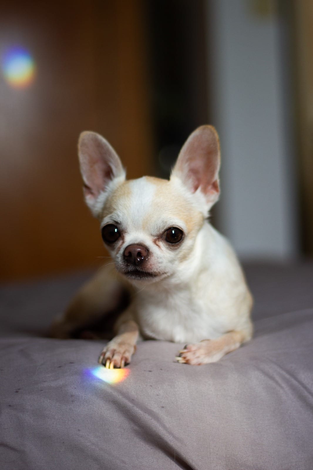 Chihuahua color crema (Romeo)
