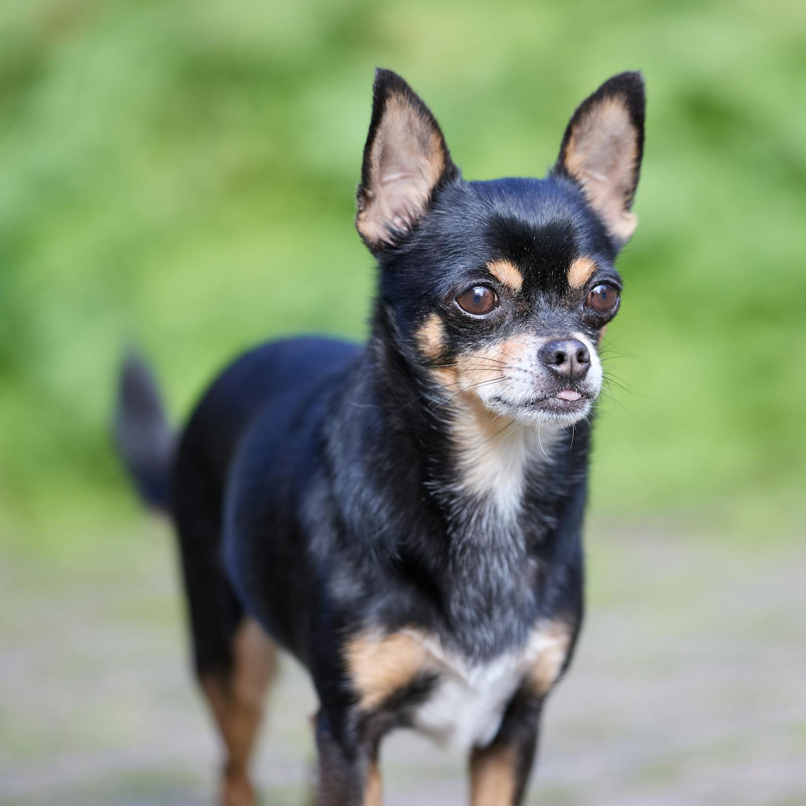 Chihuahua negro y fuego