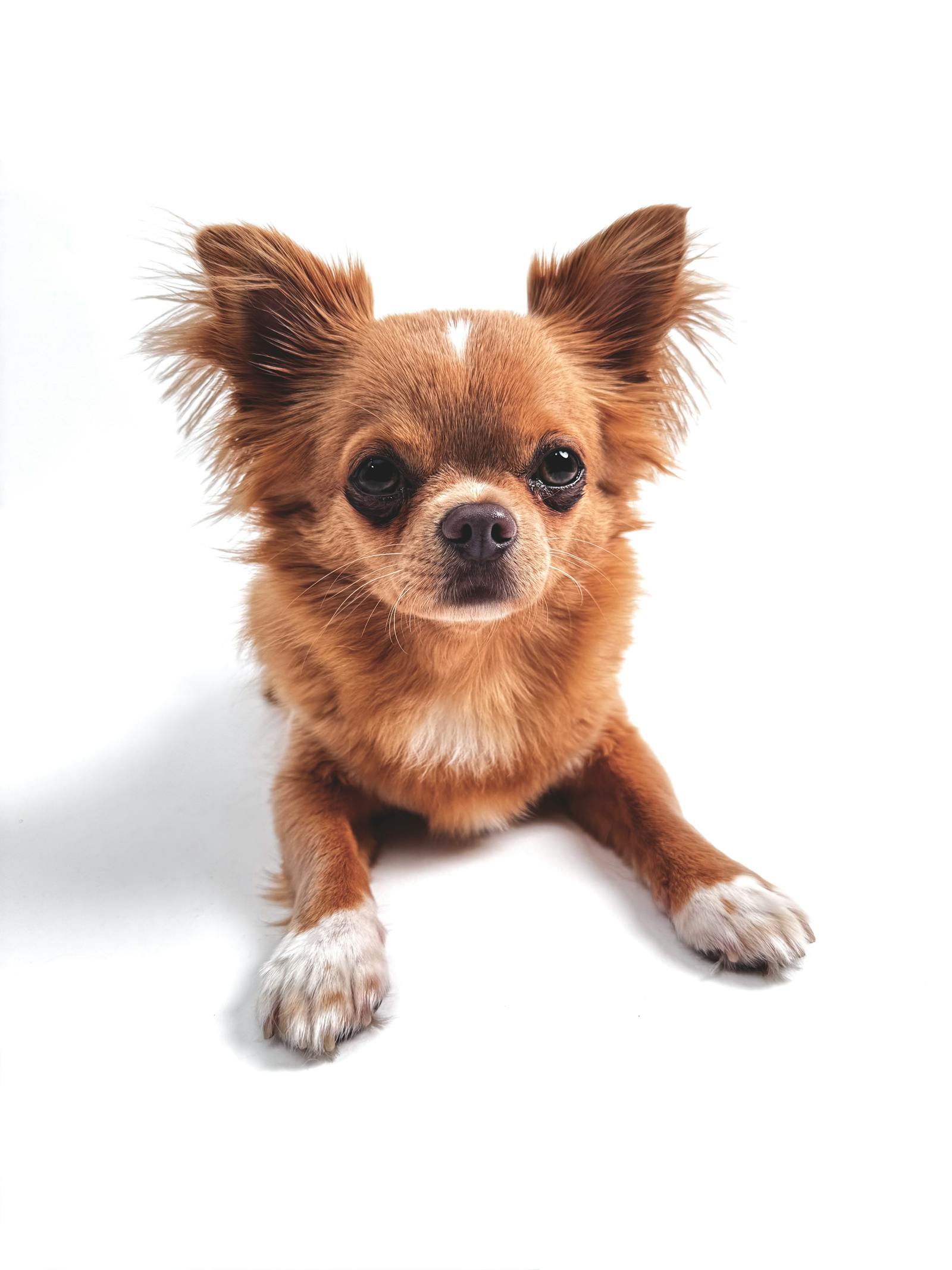 Chihuahua de pelo largo con flecos visibles en orejas y patas, ejemplo de la variedad ondulada