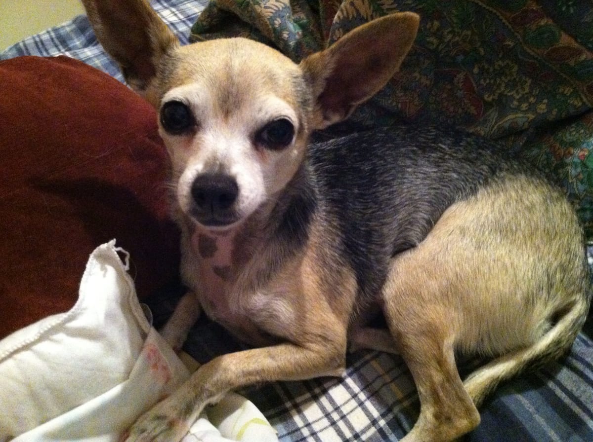 Chihuahua cabeza de venado con hocico más alargado y cráneo menos abombado que la cabeza de manzana